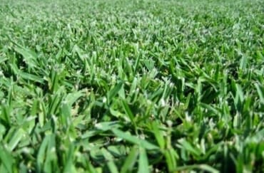 Kikuyu Turf