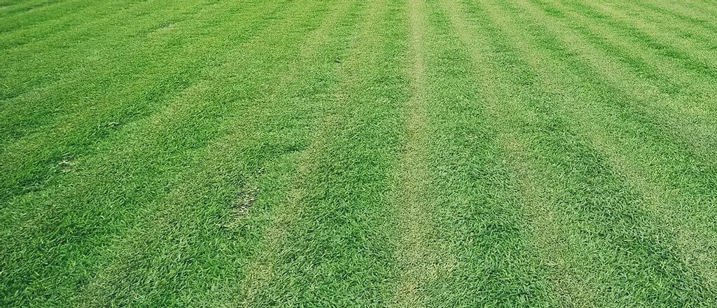 Turf Supplies In Edmondson Park from Associated Turf