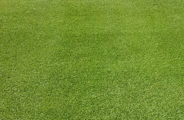 Wintergreen Couch Grass